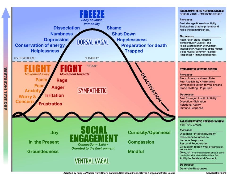 diagram describing the effects of trauma